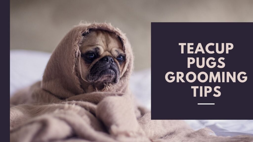 TeaCup Pugs Grooming Tips